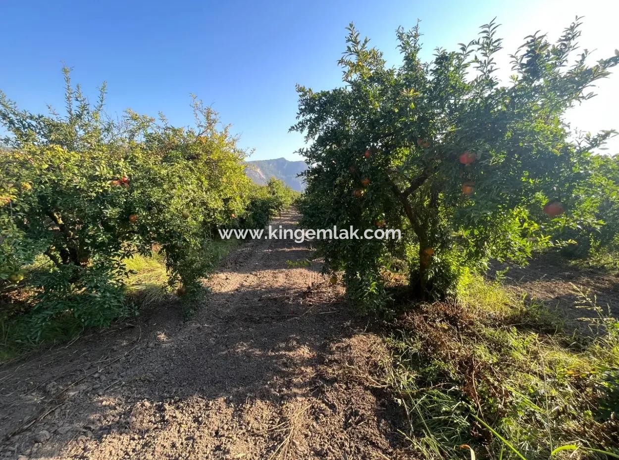 Granatapfelgarten Zum Verkauf In Dalyan