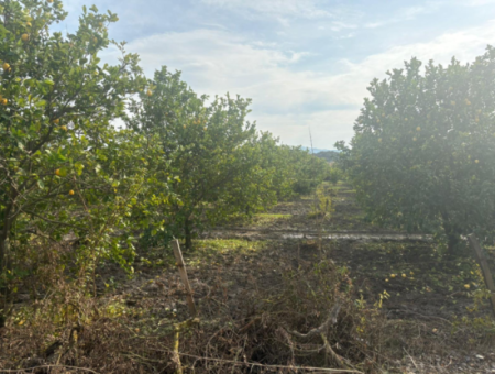 Field Land For Sale In Tepearası