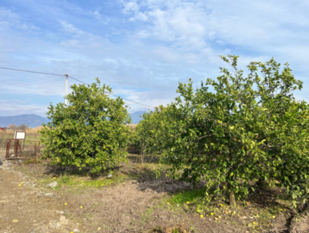 Field Land For Sale In Tepearası