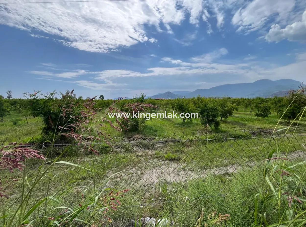 Farmland On İztuzu Road