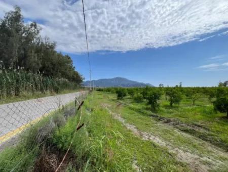 Farmland On İztuzu Road