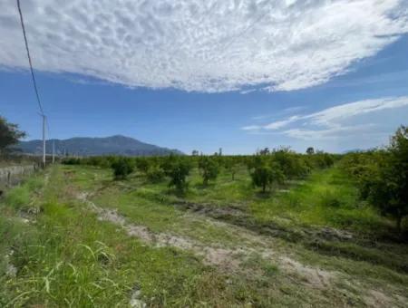 Farmland On İztuzu Road