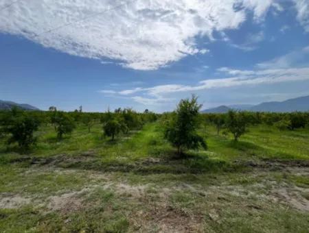 Farmland On İztuzu Road