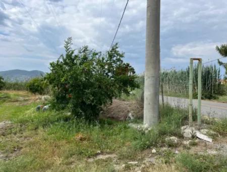 Farmland On İztuzu Road