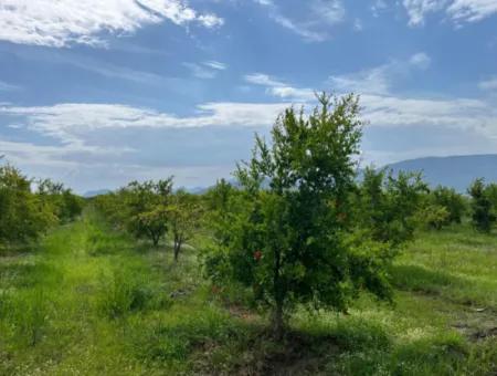 Farmland On İztuzu Road