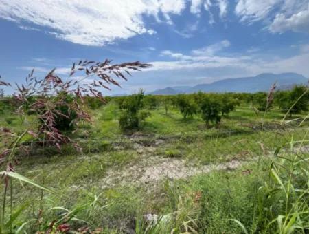 Farmland On İztuzu Road