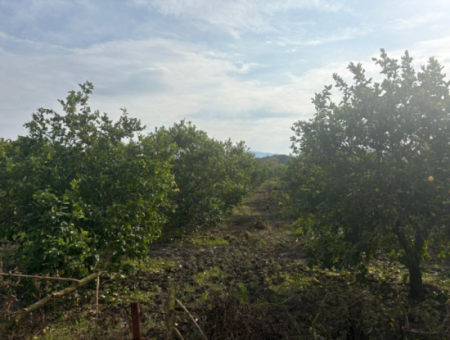 Field Land For Sale In Tepearası