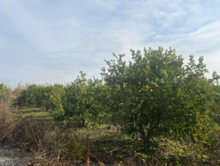 Field Land For Sale In Tepearası