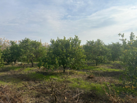 Field Land For Sale In Tepearası