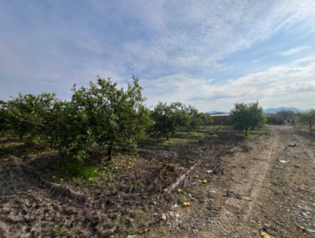 Field Land For Sale In Tepearası